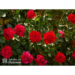 Summer Sangria® - Róże Rabatowe - 
