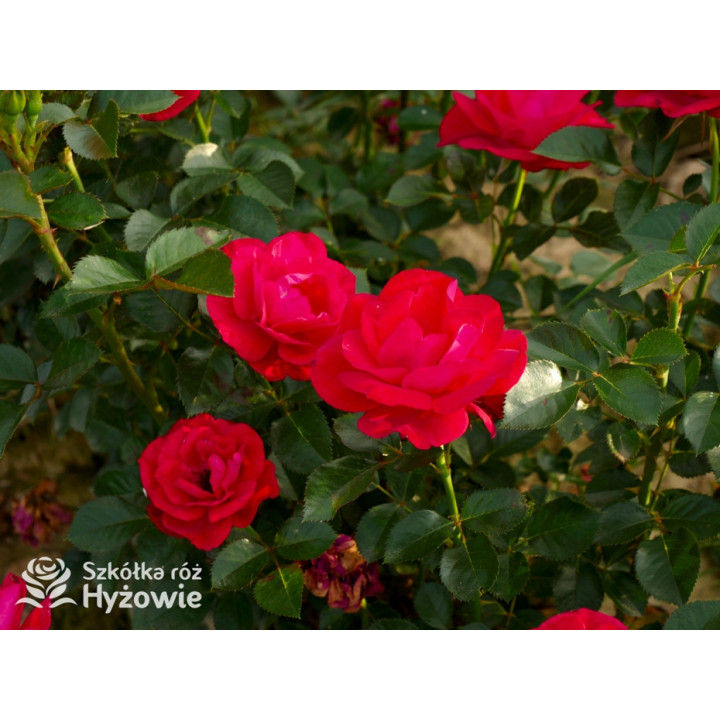 Summer Sangria® - Róże Rabatowe - 