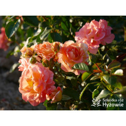 Vizantina Freska™ - Róże Rabatowe - 