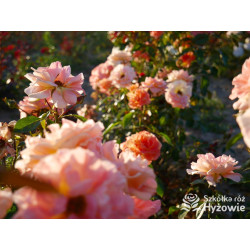 Vizantina Freska™ - Róże Rabatowe - 