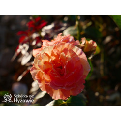 Vizantina Freska™ - Róże Rabatowe - 