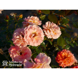 Vizantina Freska™ - Róże Rabatowe - 