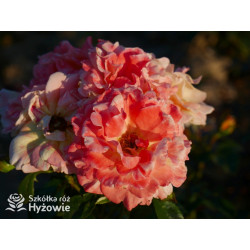 Vizantina Freska™ - Róże Rabatowe - 