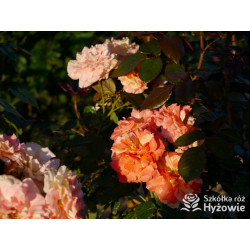 Vizantina Freska™ - Róże Rabatowe - 