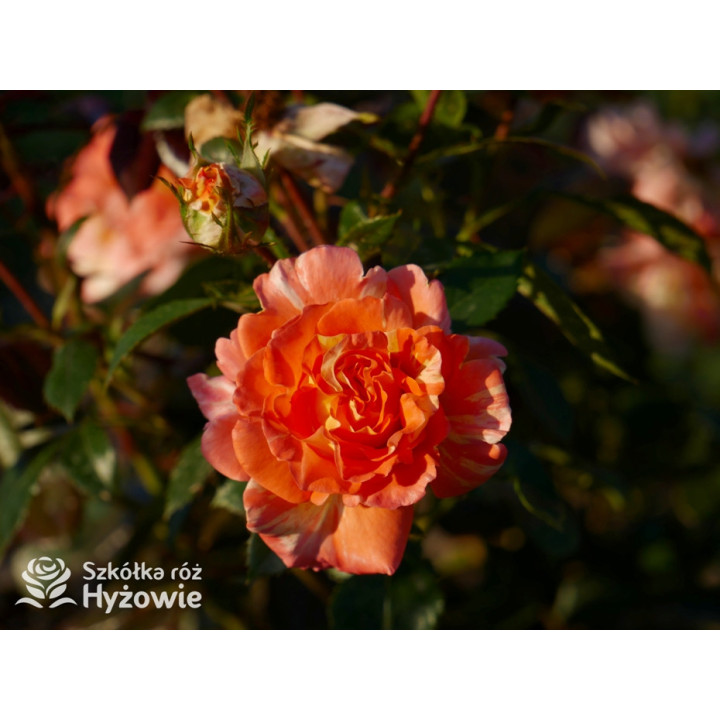 Vizantina Freska™ - Róże Rabatowe - 