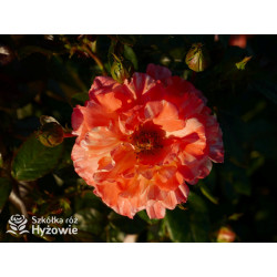 Vizantina Freska™ - Róże Rabatowe - 