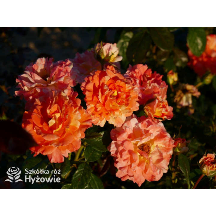 Vizantina Freska™ - Róże Rabatowe - 