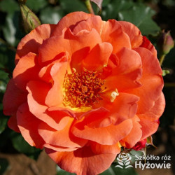 Róża parkowa Westerland® | Szkółka Róż Hyżowie | Kordes Rosen