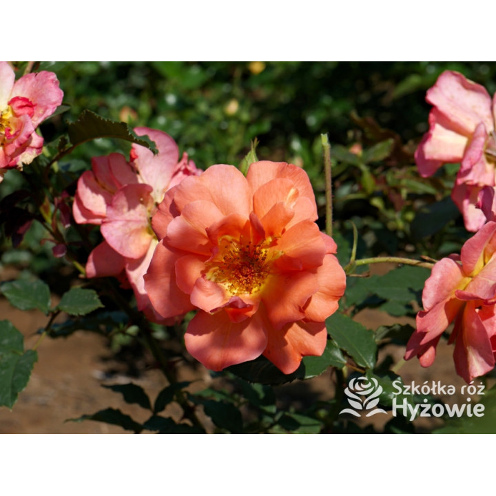 Westerland® - Róże Parkowe -  Westerland® - Róże Parkowe -