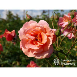 Westerland® - Róże Parkowe -  Westerland® - Róże Parkowe -