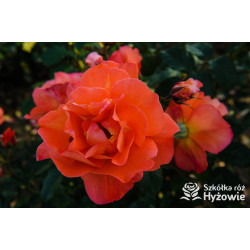 Westerland® - Róże Parkowe -  Westerland® - Róże Parkowe -