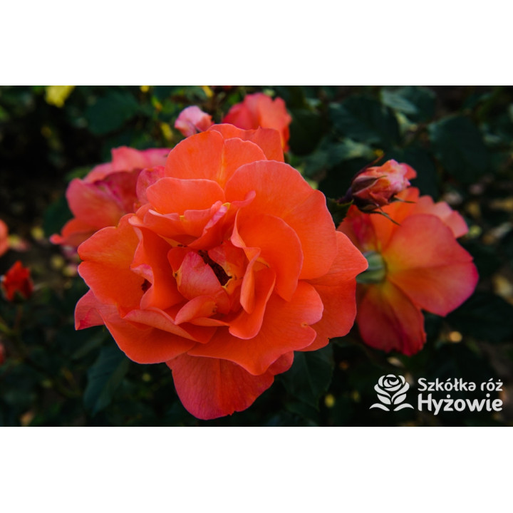 Westerland® - Róże Parkowe -  Westerland® - Róże Parkowe -