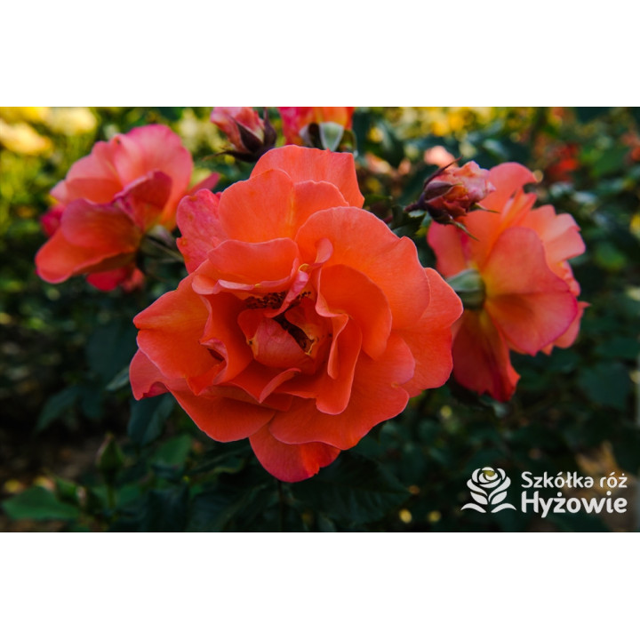 Westerland® - Róże Parkowe -  Westerland® - Róże Parkowe -