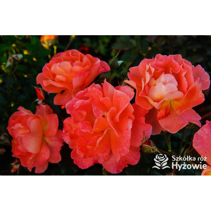 Westerland® - Róże Parkowe -  Westerland® - Róże Parkowe -