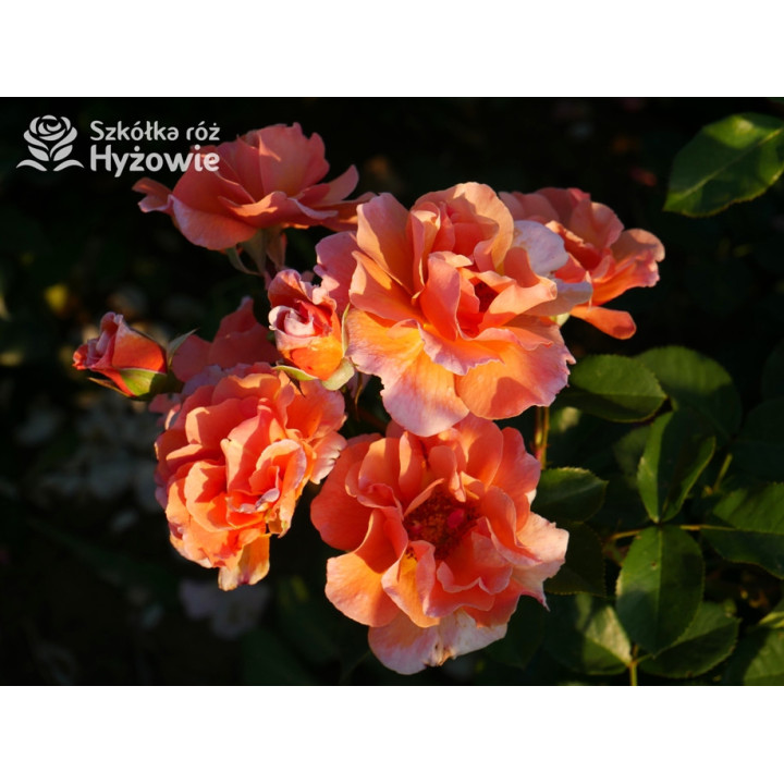 Arabia® - Róże Parkowe - 