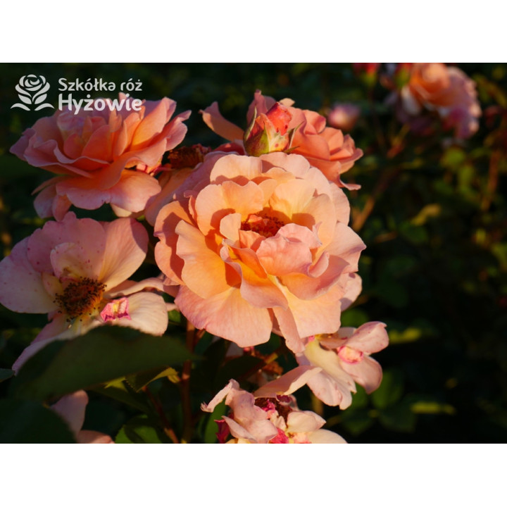 Arabia® - Róże Parkowe - 