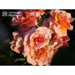 Arabia® - Róże Parkowe - 