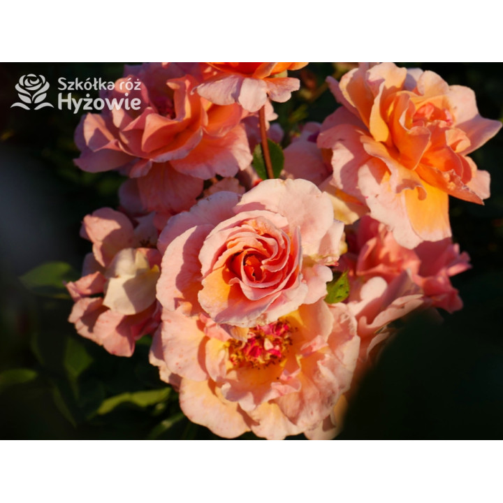 Arabia® - Róże Parkowe - 