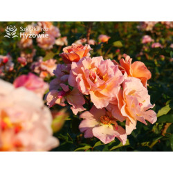 Arabia® - Róże Parkowe - 