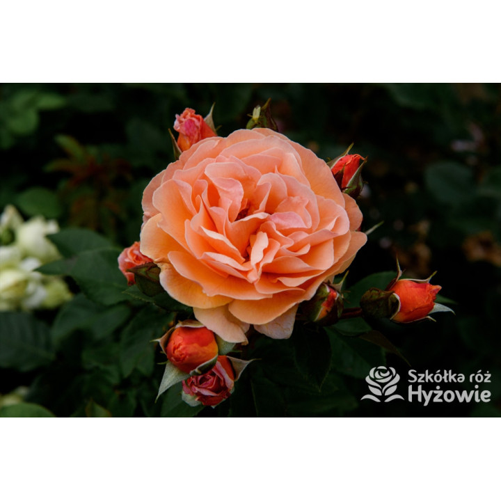 Arabia® - Róże Parkowe - 