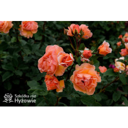 Arabia® - Róże Parkowe - 