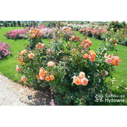 Arabia® - Róże Parkowe - 