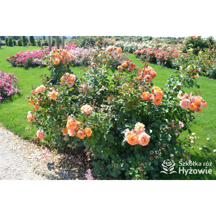 Arabia® - Róże Parkowe - 