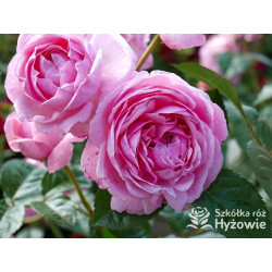 Kölner Flora/ Flora Colonia® - Róże Parkowe - 