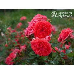 Uetersens Rosenkönigin® - Róże Parkowe -  Uetersens Rosenkönigin® - Róże Parkowe -