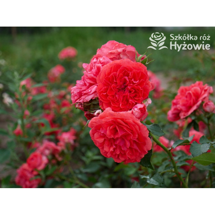 Uetersens Rosenkönigin® - Róże Parkowe -  Uetersens Rosenkönigin® - Róże Parkowe -