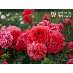 Uetersens Rosenkönigin® - Róże Parkowe -  Uetersens Rosenkönigin® - Róże Parkowe -