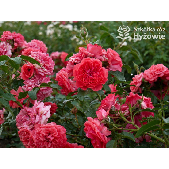 Uetersens Rosenkönigin® - Róże Parkowe -  Uetersens Rosenkönigin® - Róże Parkowe -