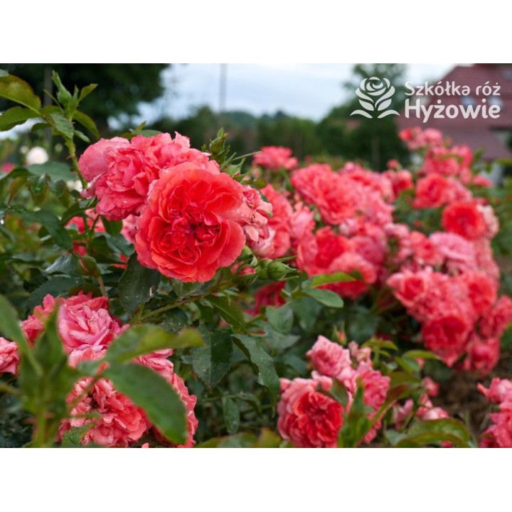 Uetersens Rosenkönigin® - Róże Parkowe -  Uetersens Rosenkönigin® - Róże Parkowe -