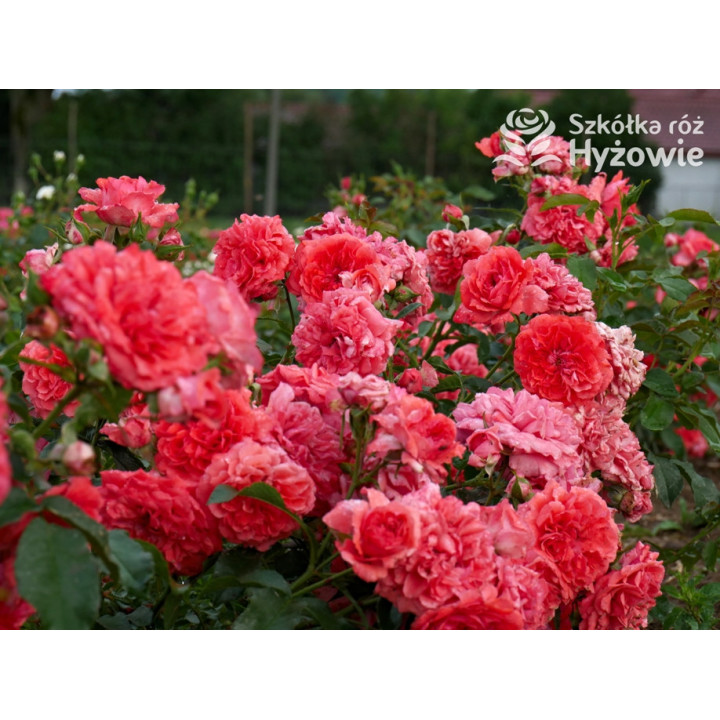 Uetersens Rosenkönigin® - Róże Parkowe -  Uetersens Rosenkönigin® - Róże Parkowe -