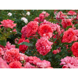 Uetersens Rosenkönigin® - Róże Parkowe -  Uetersens Rosenkönigin® - Róże Parkowe -