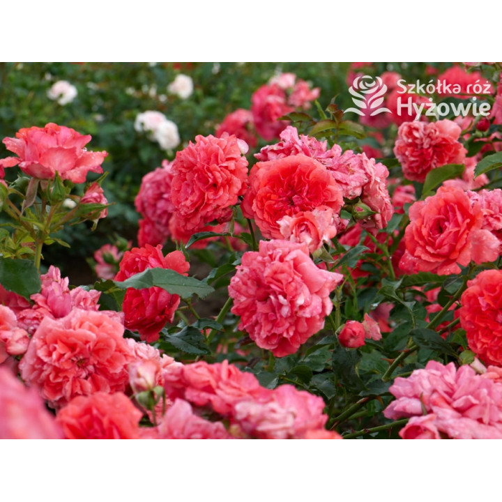 Uetersens Rosenkönigin® - Róże Parkowe -  Uetersens Rosenkönigin® - Róże Parkowe -