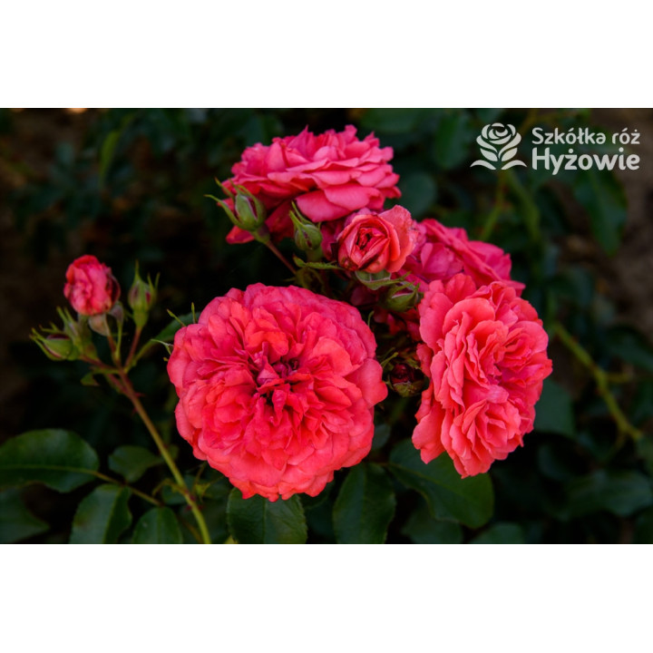 Uetersens Rosenkönigin® - Róże Parkowe -  Uetersens Rosenkönigin® - Róże Parkowe -