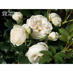 Artemis® - Róże Parkowe - 