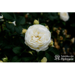 Artemis® - Róże Parkowe - 