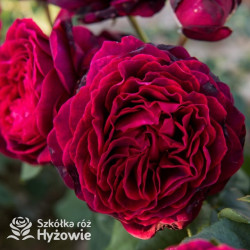 Gräfin von Hardenberg® - Róże Parkowe - 