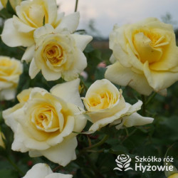 Sterntaler® - Róże Parkowe -