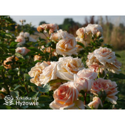 Circle of Life® - Róże Parkowe - 