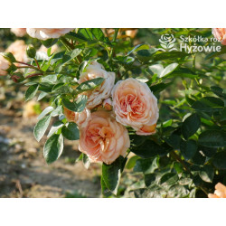 Circle of Life® - Róże Parkowe - 