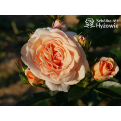 Circle of Life® - Róże Parkowe - 