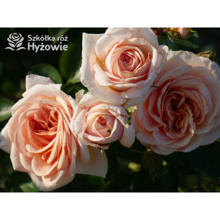 Circle of Life® - Róże Parkowe - 