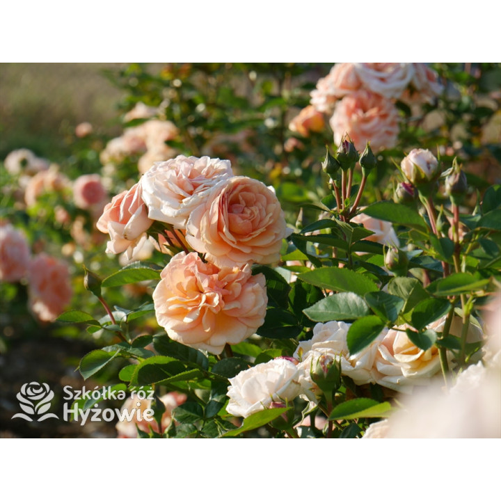 Circle of Life® - Róże Parkowe - 