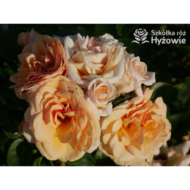 Circle of Life® - Róże Parkowe - 