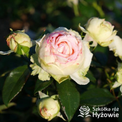 Biedermeier® - Róże Miniaturowe -  Biedermeier® - Róże Miniaturowe -