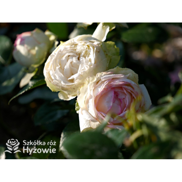 Biedermeier® - Róże Miniaturowe -  Biedermeier® - Róże Miniaturowe -