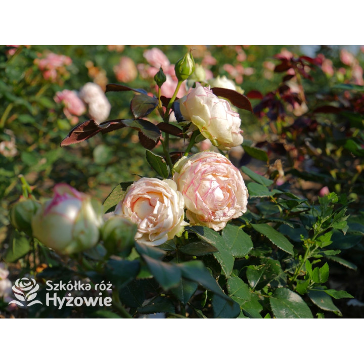 Biedermeier® - Róże Miniaturowe -  Biedermeier® - Róże Miniaturowe -